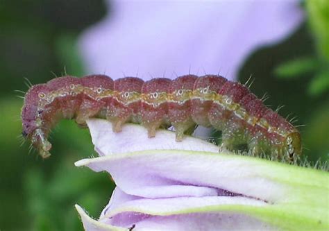 Tobacco Budworm Bugguidenet