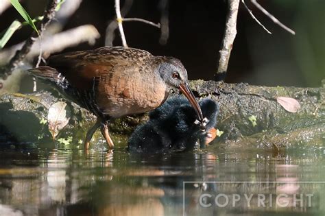 Nature by Nancy | Virginia Rail nest