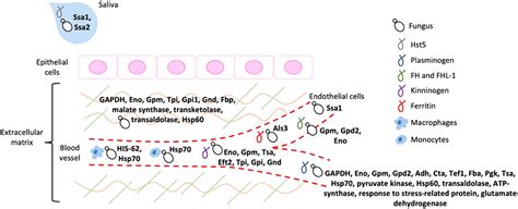 Moonlighting Proteins In Medically Relevant Fungi Peerj