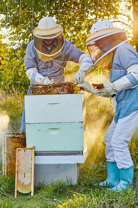 How To Start A Beehive In Your Backyard In 5 Simple Steps Bee Keeping