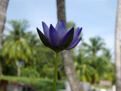 Nymphaea Gigantea SeangDao ISG Water Lily Thailand 009 Water Lilies