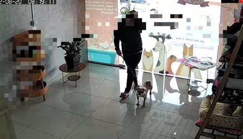 Mulher abandona cachorra em pet shop após agendar horário em Blumenau