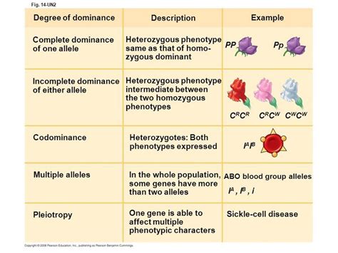 Types Of Dominance Dominant Genetics Wholeness