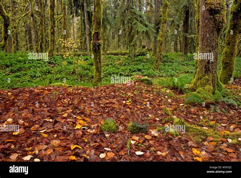 Wa13336 00washington Old Leaves On The Ground In Graves Creek Campground Located In The