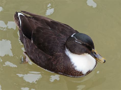 Mallard Derived Duck Color Genetics Basics | BackYard Chickens - Learn