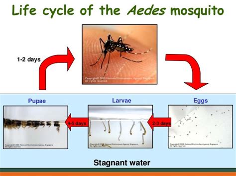 Guidelines On The Prevention Of Mosquito Breeding