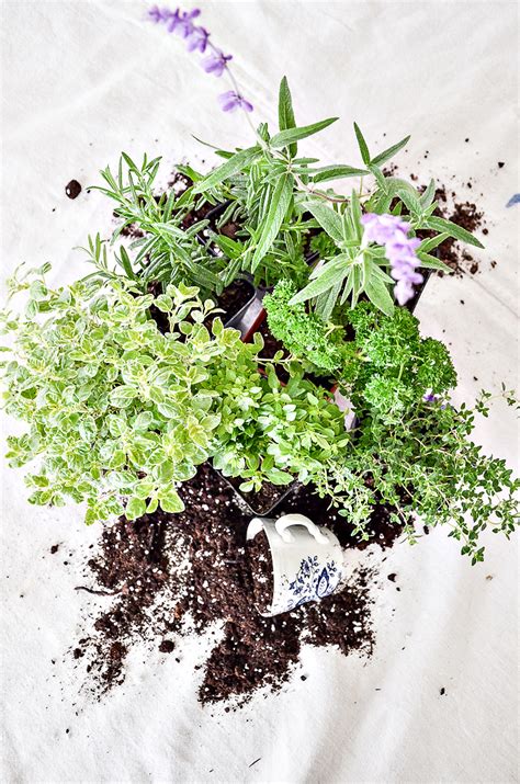 Herb Container Gardening: The Ultimate Guide To the Best Herbs To Use ...