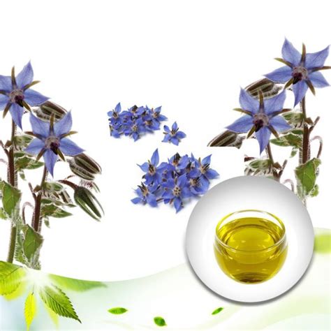 Best Borage Seed Oil - Discover Its Many Benefits And Uses | Biophytopharm