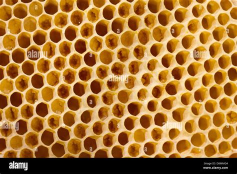 Honeycomb cell honeycomb cells hi-res stock photography and images - Alamy