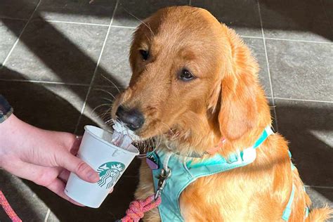 Mom Defends Getting Her Daughter A Free Starbucks Pup Cup Exclusive