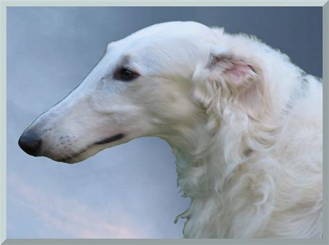 Borzoi Dog Photo White Borzoi Beautiful Borzoi Dog White Borzoi