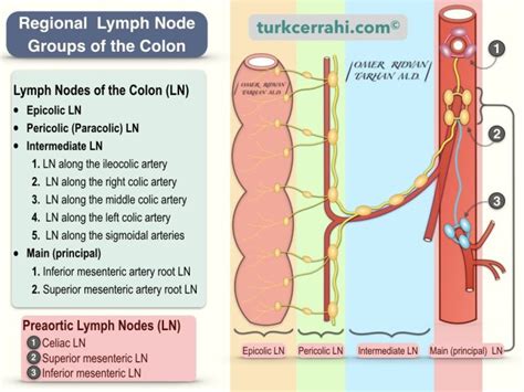 Anatomy Of The Colon