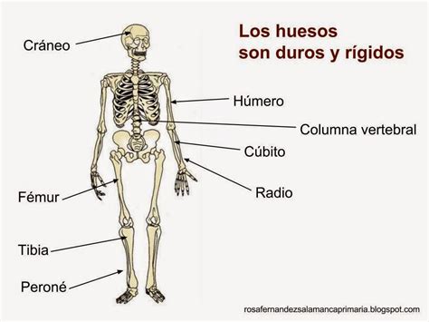 Imagenes Del Esqueleto Humano Con Los Nombres De Los Huesos