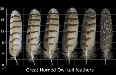 Great Horned Owl Feathers (I.D. & Facts) - Bird Feeder Hub