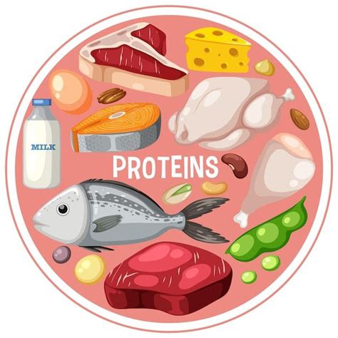 Premium Vector Variety Of Protein Meats With Text Protein Meats Food Drawing Protein