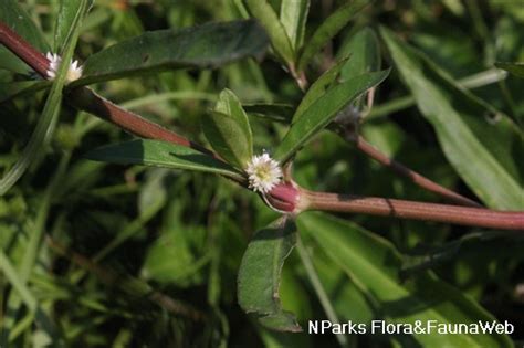 Nparks Alternanthera Sessilis