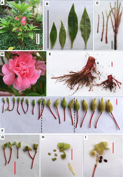 Topo 96 Imagem Impatiens Balsamina Floral Diagram Br Thptnganamst Edu Vn