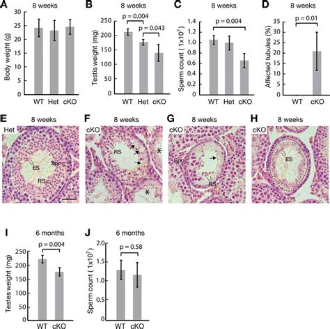 Impaired Spermatogenesis In Adult Utf1 CKO Males A D Phenotype Of