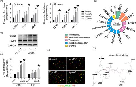 Bak Upregulates Proliferative Gene Protein Expression And The