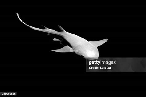 69 Why Are Shark Teeth Black Stock Photos, High-Res Pictures, and