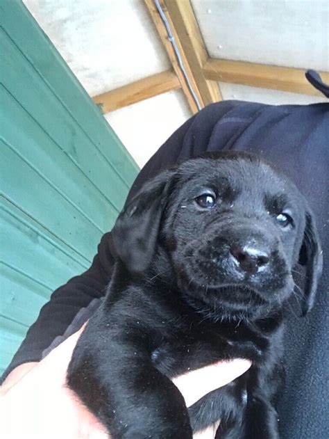 Black Labrador puppies | in Inverness, Highland | Gumtree