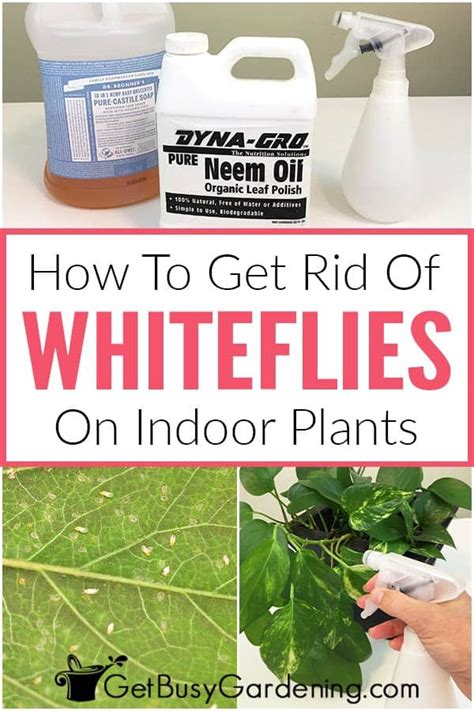 How To Get Rid Of Whiteflies On Indoor Plants For Good Get Busy Gardening