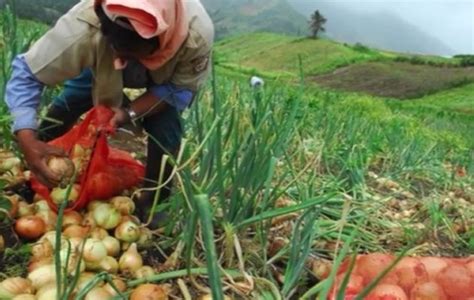 Productores De Tierras Altas Solicitan Al Gobierno Intervenir Ante