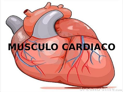 Pptx Diapositivas Histologia Del Musculo Cardiaco Dokumen Tips Hot