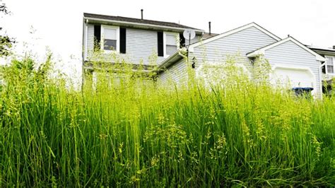 How To Cut Tall Grass And Conquer An Overgrown Lawn 5 Steps