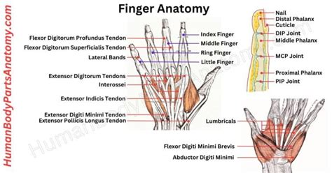 Complete Guide To Finger Anatomy With Parts Names And Diagram