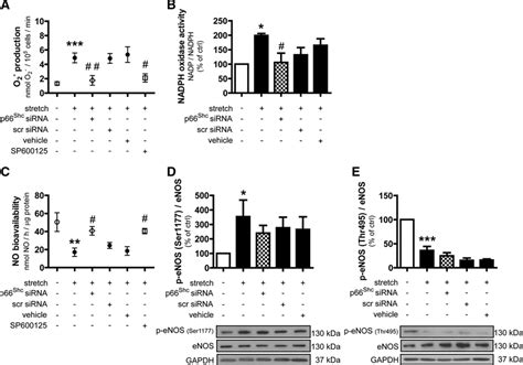 Adaptor Protein P66shc Mediates Hypertension Associated Cyclic Stretchdependent Endothelial