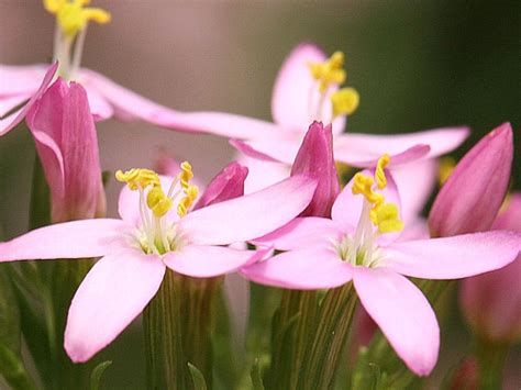 Centaury Flower Essence Cosmic Oceans