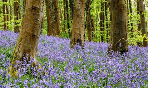 Best Uk Bluebell Woods To Visit In The Uk Lifestyle And Design