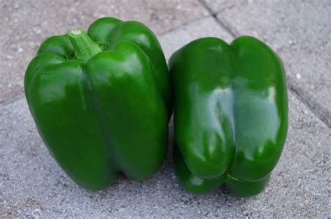 Ninja S Bell Pepper Treated Seed Seedway