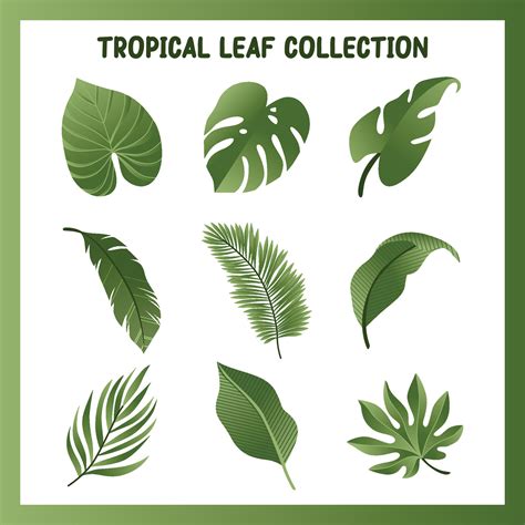 Tropical Leaf Vector Set Collection 35990944 Vector Art At Vecteezy