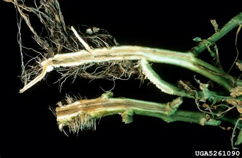 Southern bacterial wilt (Ralstonia solanacearum (except Race 3 Biovar 2) (Smith 1896) Yabuuchi et al