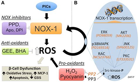 Feed Forward Regulation Of Nox 1 Expression In Beta Cells A Download Scientific Diagram