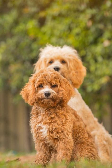 Pin On Cavoodle Breeders Sydney