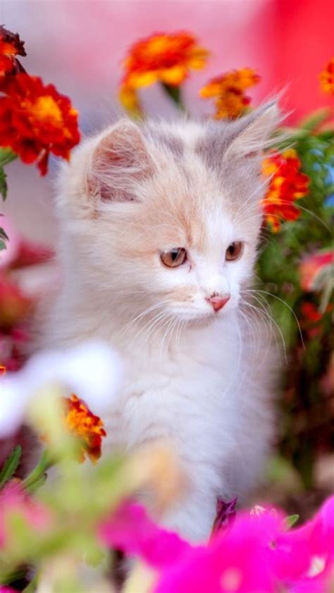 16 best ♥cats with flowers♥ images on Pinterest | Kitty cats, Kittens and Baby kittens