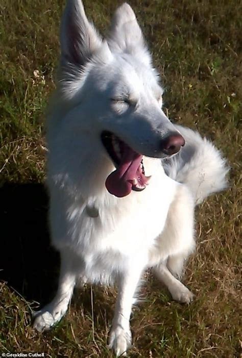 German Shepherd Excitedly Sings Along To The Theme Music To Law And