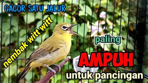 Pleci Gacor Buka Paruh Suara Khas Nembak Satu Jalur Ini Paling Ampuh