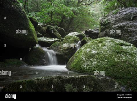 Japan, Yakushima, Waterfall in the rainforest Stock Photo - Alamy