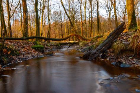 Forest Landscape during Sunset Stock Photo - Image of clouds, light: 29095806