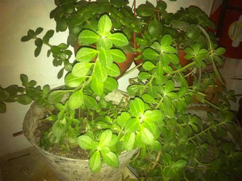 ¿Qué planta es esta?