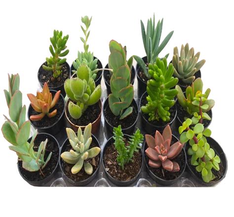 Plantas Suculentas Mudas Coloridas Kit C F Cil Cultivo Flores Na Web