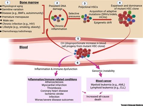 Advances In Understanding The Molecular Basis Of Clonal Hematopoiesis