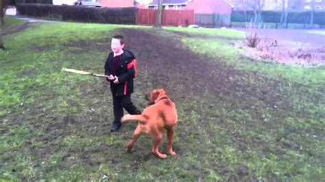 22 Week Old Akita Cross Rottweiler Puppy Youtube