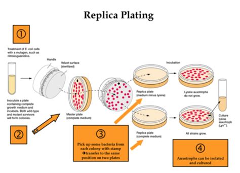 Microbial Genetics Flashcards Quizlet