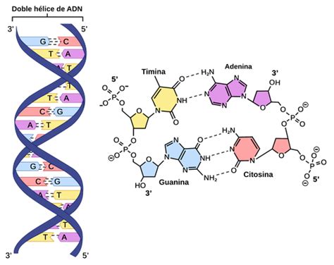 Estructura Del ADN Labster