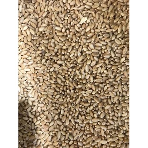 Organic Indian Wheat Grain Packaging 40 Kg At Rs 25 Kilogram In Navi